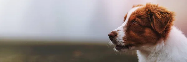 Hund Einem Nebligen Feld Tapete — Stockfoto