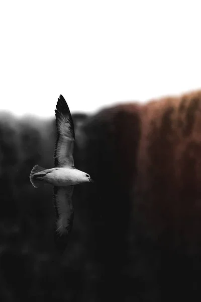 Γλάρος Που Πετά Πάνω Από Την Ισλανδική Φύση — Φωτογραφία Αρχείου