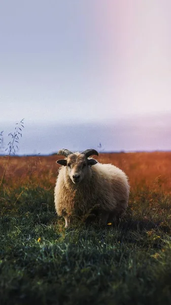 スコットランドの羊は畑の携帯電話に一人で立っている — ストック写真