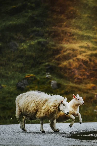 Schafe Und Lämmer Überqueren Die Straße — Stockfoto