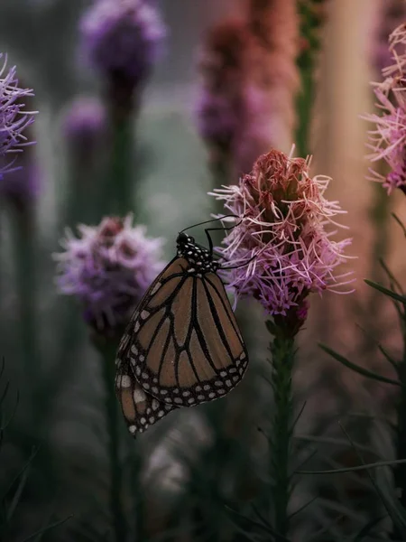 Monarcha Motýl Růžovém Bodláku — Stock fotografie
