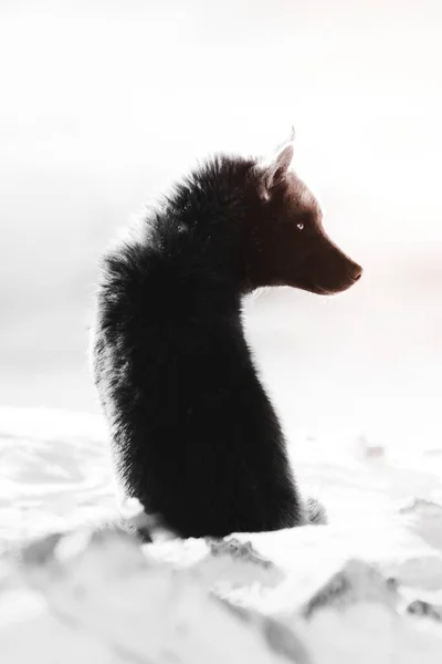 Собака Сидить Чекає Сніг — стокове фото