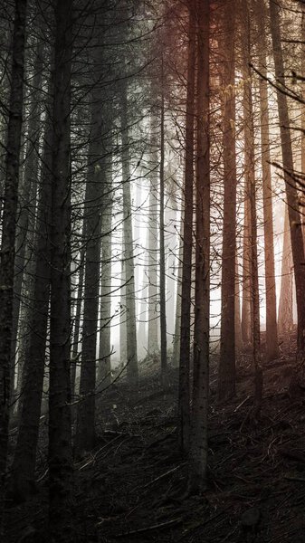 Sunlight shining through the misty woods mobile phone wallpaper