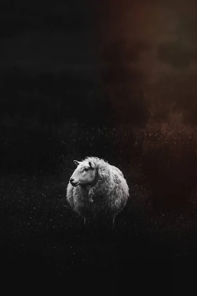 苏格兰绵羊独自站在田野灰度上 — 图库照片