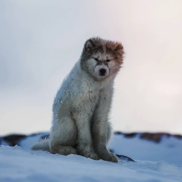 かわいいグリーンランドのそり犬の子犬が雪の中に座って — ストック写真