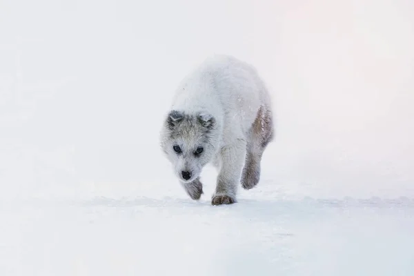 雪の中を歩くかわいいグリーンランドのそり犬の子犬 — ストック写真