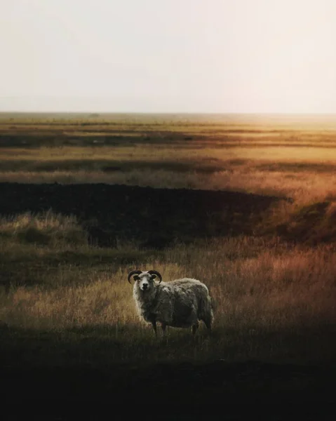 Moutons Mâles Seuls Dans Nature Islandaise — Photo