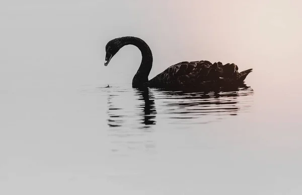 Tekapo Gölü Yeni Zelanda Siyah Bir Kuğunun Yakın Çekimi — Stok fotoğraf