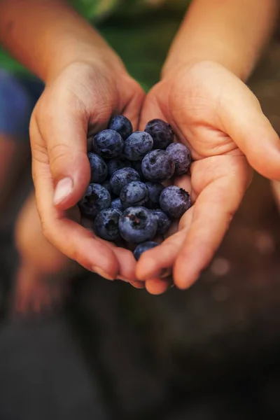 Hands Holding Freshly Picked Blueberries Stock Image