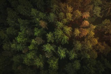 Yeşillik ormanının havadan görünüşü
