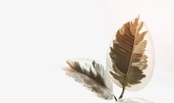 Beyaz Arkaplanda Solmuş Bitki — Stok fotoğraf