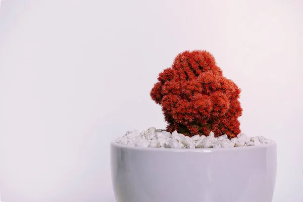 Close Van Een Rode Cactus — Stockfoto