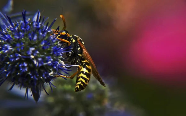 Yellow Jacket Wasp Flower — Stock Photo, Image