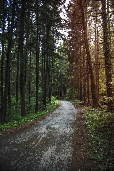 stock image A narrow path through tall forest trees