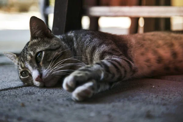 床上の国内猫 — ストック写真