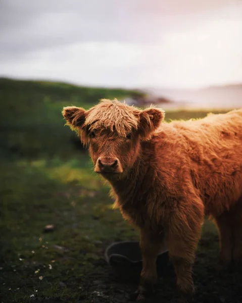 Szkockie Cielę Górskie Terenie — Zdjęcie stockowe