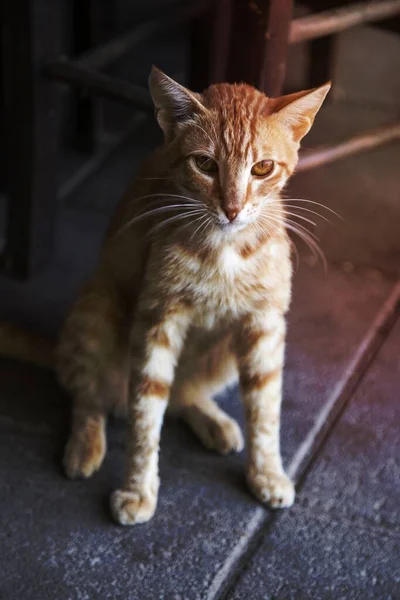 Домашние Кошки Полу — стоковое фото