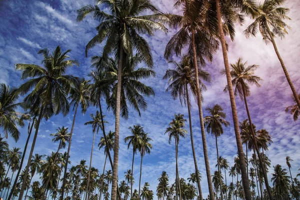 Kokosnötsträd Och Blå Himmel — Stockfoto
