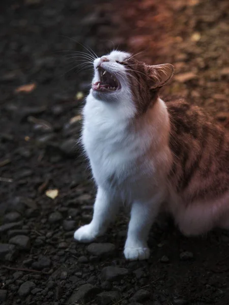 Seekor Kucing Domestik Yang Sedang Tumbuh — Stok Foto