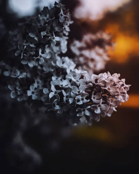Vaihingen Der Enz Almanya Yaygın Leylak Çiçekleri — Stok fotoğraf
