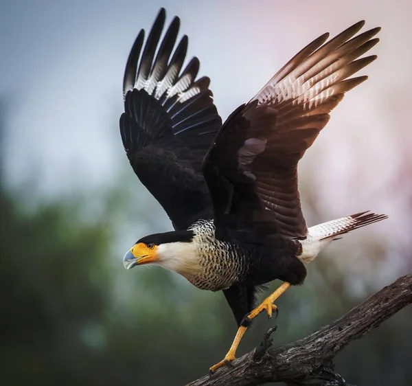 Птахи Родини Caracara Арізоні — стокове фото