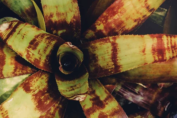 Close Tropical Plant — Stock Photo, Image