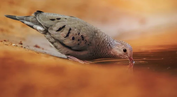 Common Ground Dove Smuttar Vatten Från Pöl — Stockfoto