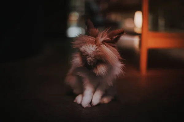 可愛くてふわふわのライオンの頭のウサギ — ストック写真
