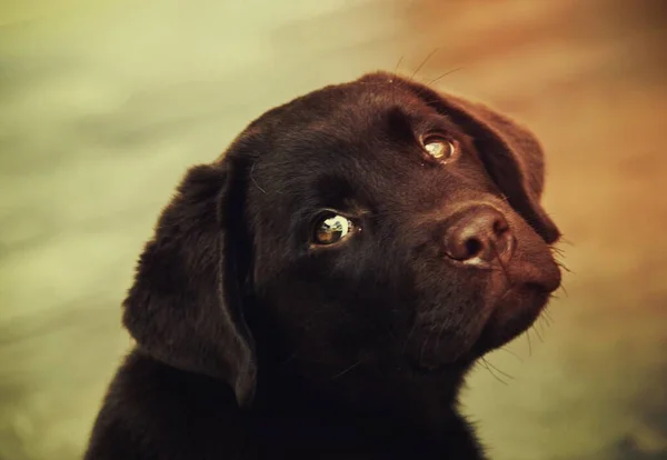 チョコレート ラブラドールの子犬 — ストック写真
