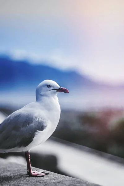 Seagull Watching Out Land — Stock Photo, Image