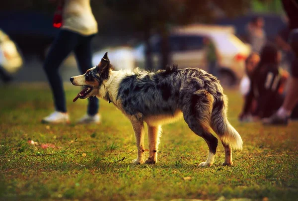 Ein Australischer Schäferhund — Stockfoto