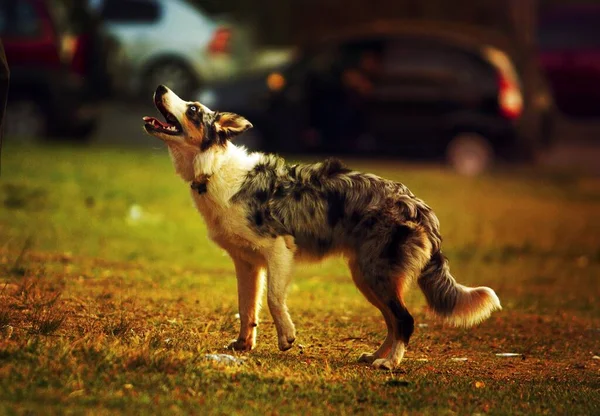 オーストラリアの羊飼いの犬 — ストック写真