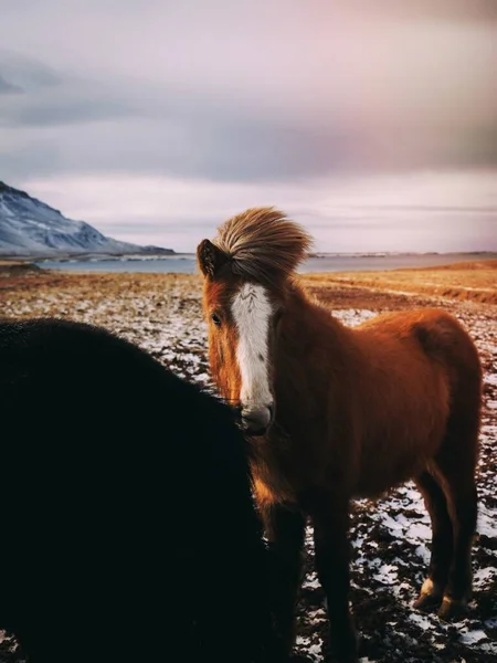 Brun Häst Utomhus Vintern — Stockfoto