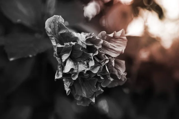 花の黒と白のクローズアップ — ストック写真
