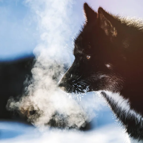 冷たい息のあるグリーンランドのそり犬 — ストック写真