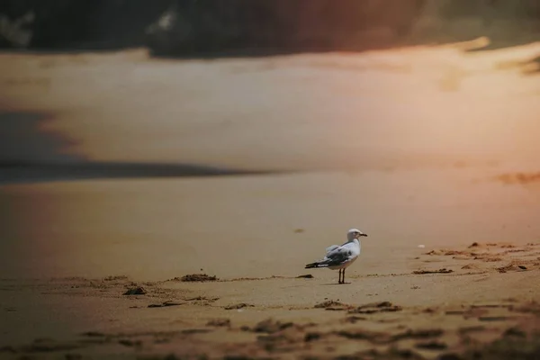 ดกระรอกท ชายหาด — ภาพถ่ายสต็อก