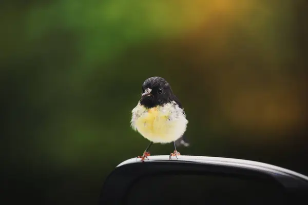 Крупним Планом Птаха Томіта Бічному Дзеркалі — стокове фото