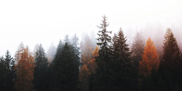 Podzim Mlhavém Údolí Dolomitů Itálie — Stock fotografie