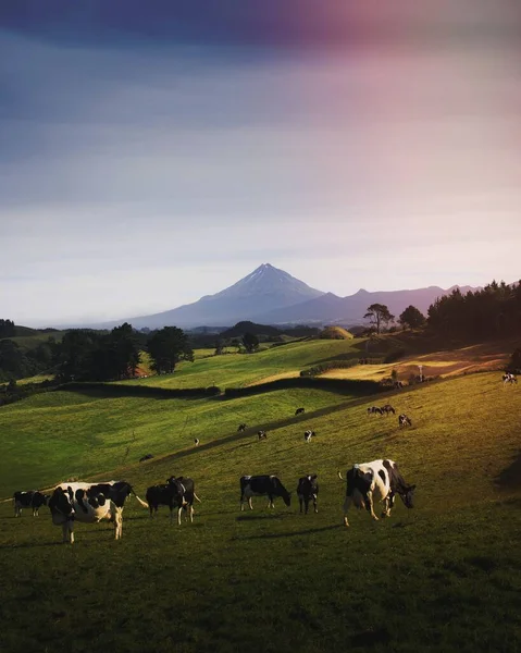 草原上的一群黑白母牛 — 图库照片