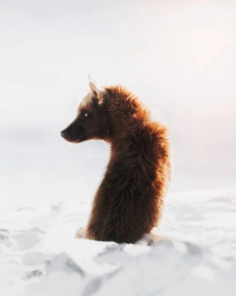 Trineo Perro Sentado Esperando Nieve —  Fotos de Stock