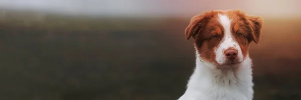 Собака Туманном Поле Обоев — стоковое фото