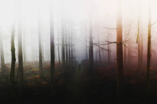 Homem Caminhando Floresta Nebulosa — Fotografia de Stock
