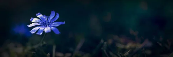 Violett Blaue Blume Auf Einem Bodenbanner — Stockfoto