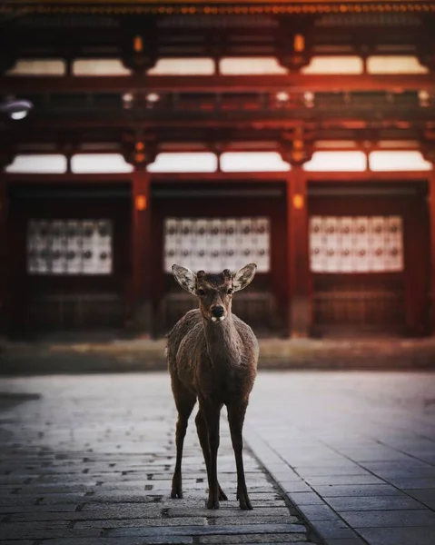 Sika Herten Nara Park Japan — Stockfoto