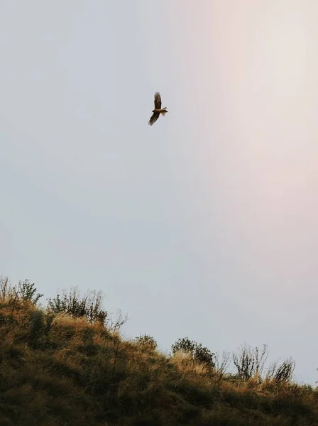 하늘에 독수리 — 스톡 사진