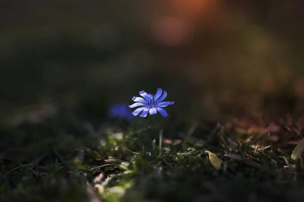 Mor Mavi Çiçek Bir Zeminde — Stok fotoğraf