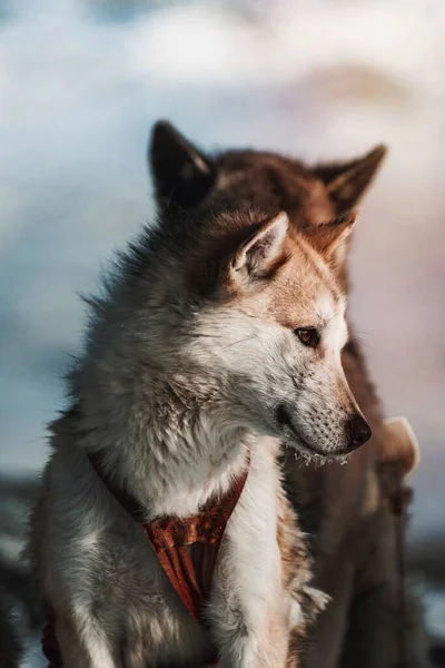 Closeup Cute Greenland Sled Dog — Stock Photo, Image