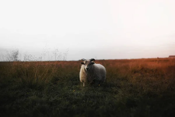 苏格兰绵羊独自站在田野上 — 图库照片