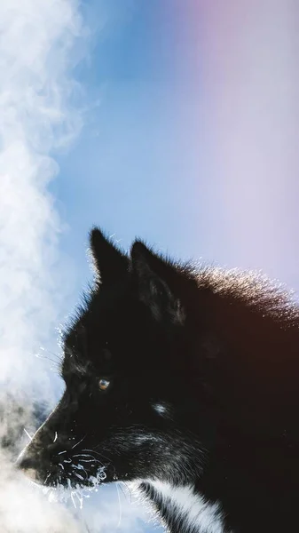 Grönländischer Schlittenhund Mit Kaltem Atem — Stockfoto
