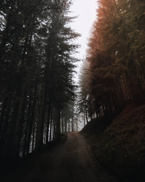 Drumul Murdar Pădure Italia — Fotografie, imagine de stoc